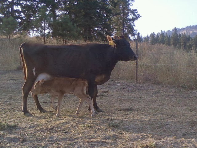 Krista Featured Farmers Dairy Cow and Calf Dairy cow and calf in pasture