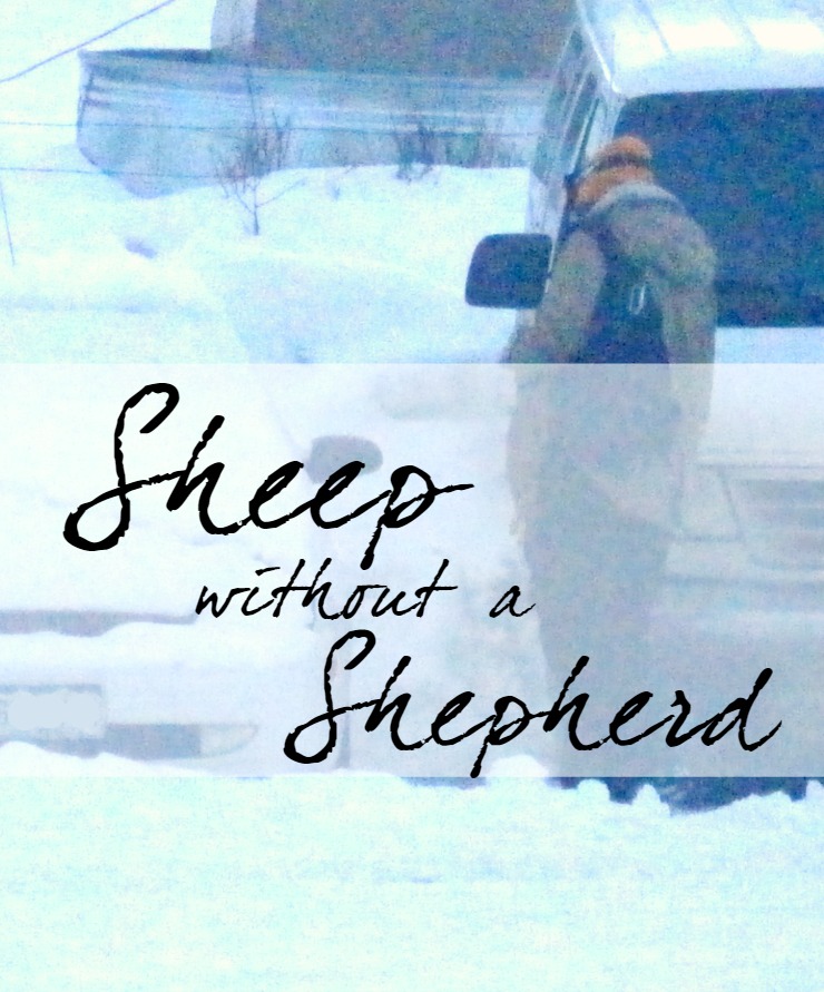 Sheep without a Shepherd: Scattered Flocks | Christian devotion about Jesus calling us all back together christian devotion short reading