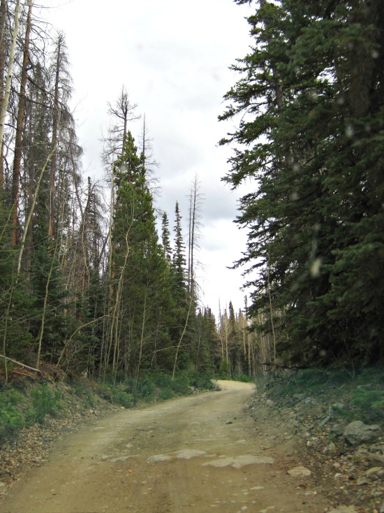 mountain path dirt road through the hills pine trees
